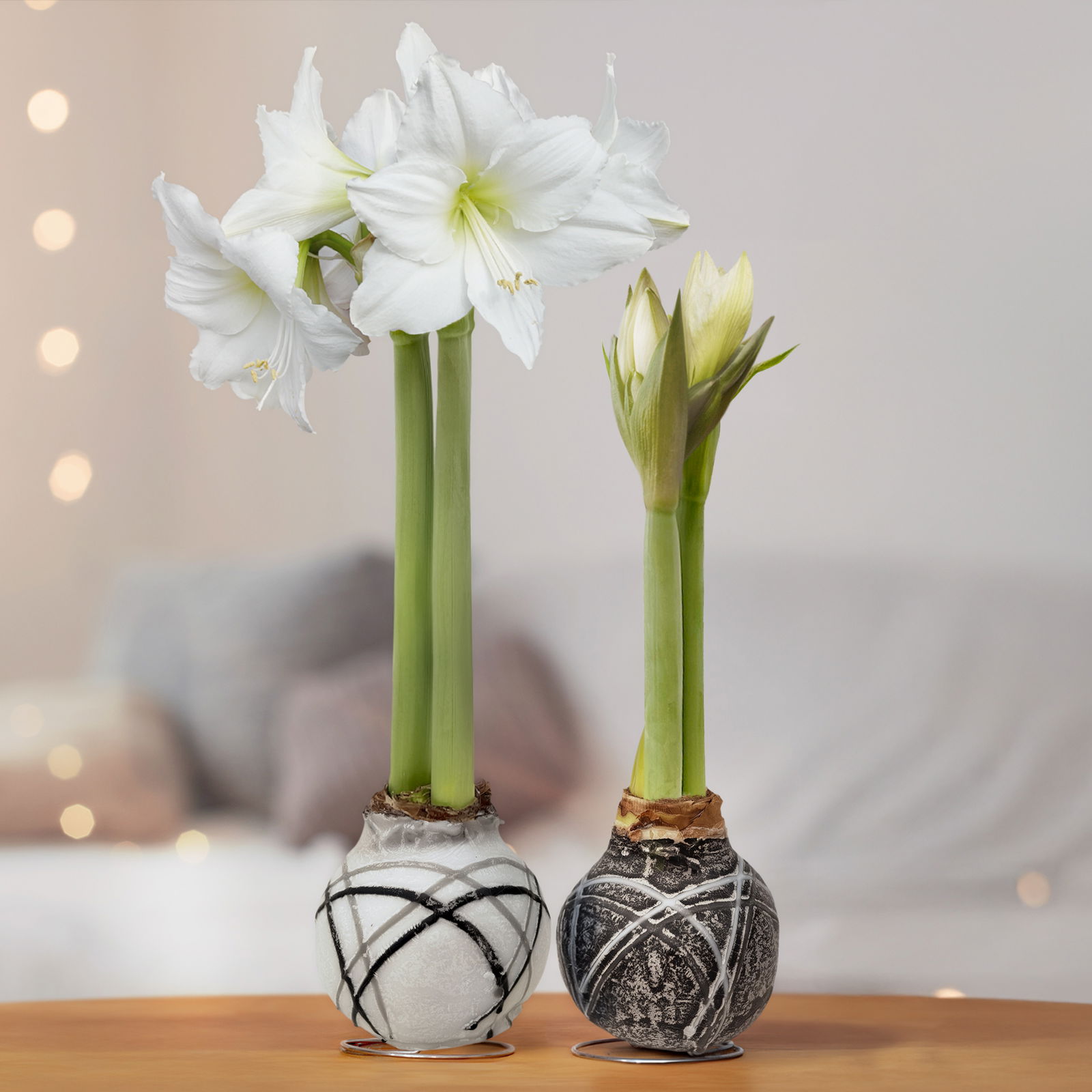 Amaryllis in Wachs, Dekor 'Supreme', Farbe zufällig, Blüte weiß, 2 Pflanzen Amaryllis in Wachs, Dekor 'Supreme', Farbe zufällig, Blüte weiß, 2 Pflanzen