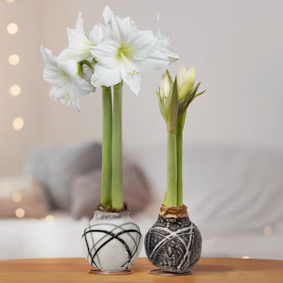 Amaryllis in Wachs, Dekor 'Supreme', Farbe zufällig, Blüte weiß, 2 Pflanzen Amaryllis in Wachs, Dekor 'Supreme', Farbe zufällig, Blüte weiß, 2 Pflanzen