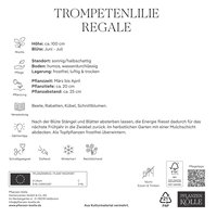 Kölles Beste Trompetenlilie Regale, weiß, 2 Blumenknollen