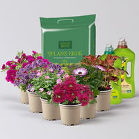 Pflanzenkreation 'Lillet Wild Berry', 6 Pflanzen inkl. Erde und Dünger