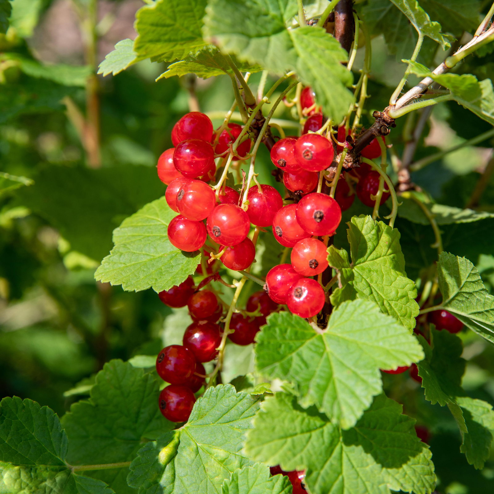 Johannisbeeren 'Rot & Schwarz', Topf 2 Liter, 4 Pflanzen