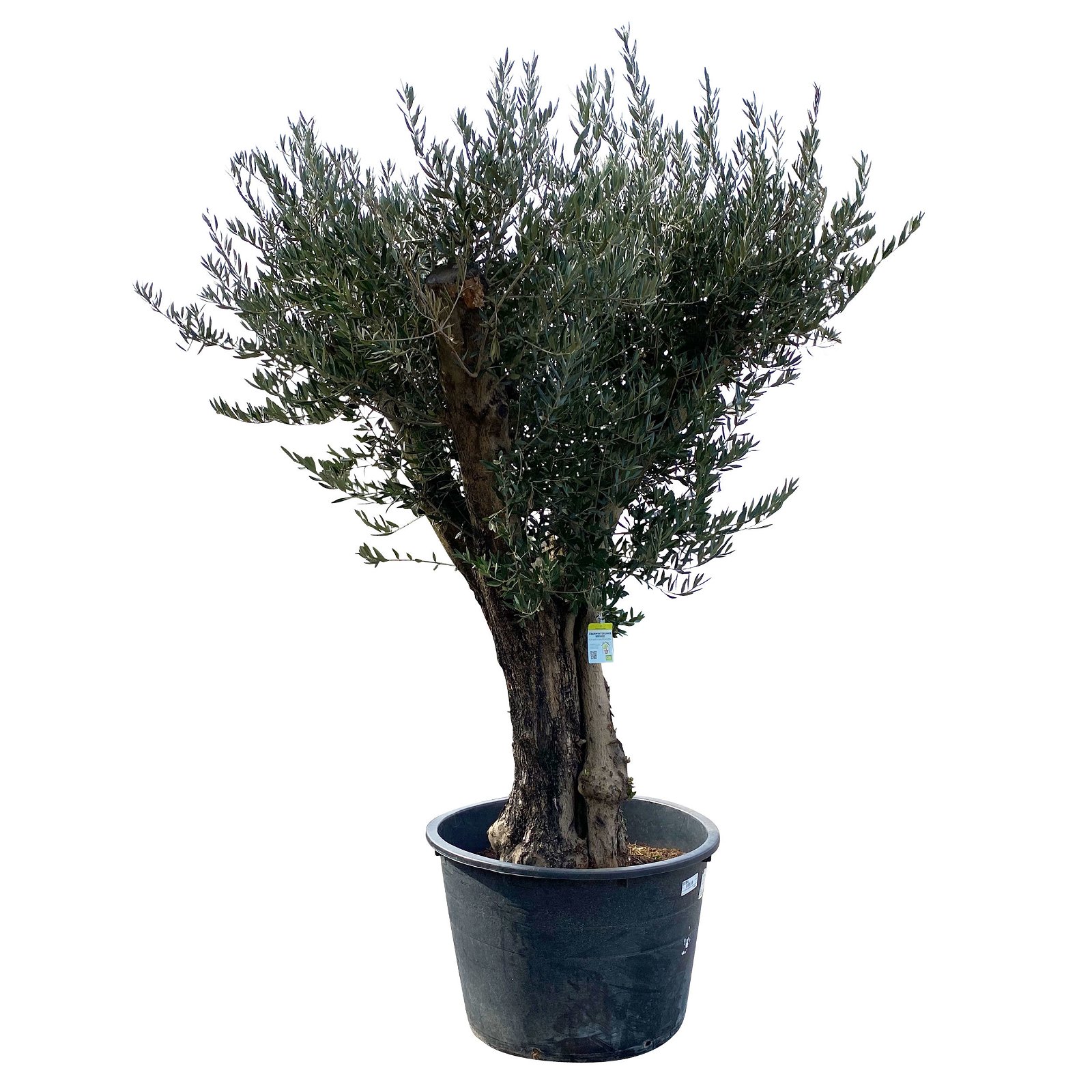 Olivenbaum, Stamm, Topf-Ø ca. 60 cm, Höhe mind. 170 cm