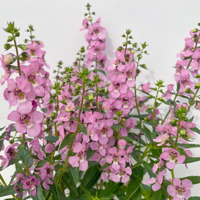 Angelonia rosa, Topf-Ø 12 cm, 6er-Set