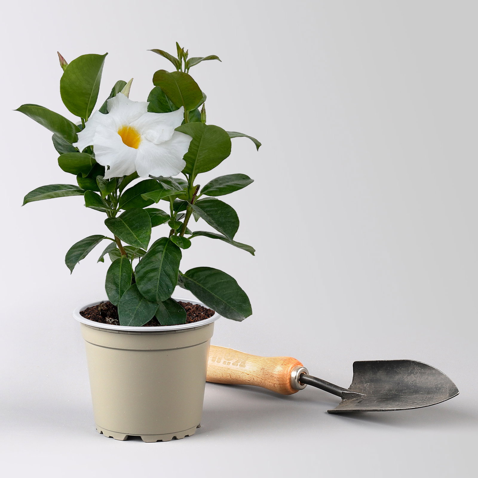 Dipladenie 'Qdeville®', weiß, buschartig, Topf-Ø 12 cm, 6 Pflanzen