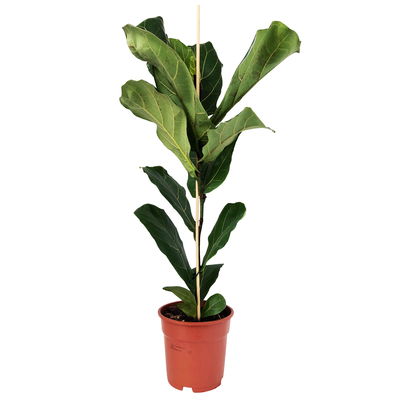 Geigenfeige, Topf-Ø 17 cm, Höhe ca. 45-65 cm Geigenfeige, Topf-Ø 17 cm, Höhe ca. 45-65 cm