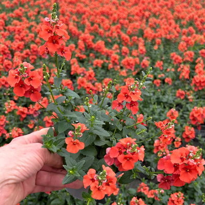 Diascia, lachs, Topf-Ø 12 cm, 6 Pflanzen Diascia, lachs, Topf-Ø 12 cm, 6 Pflanzen
