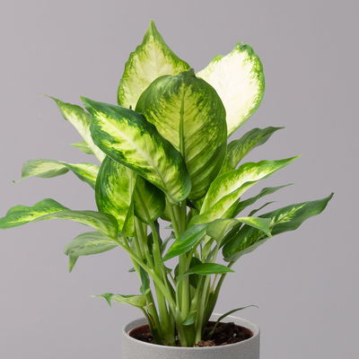 Dieffenbachie 'Camilla', Topf-Ø12cm, Höhe ca. 25 cm, 3er-Set