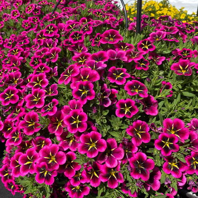 Zauberglöckchen 'Duo', pink & gelb, Topf-Ø 14 cm, 4 Pflanzen