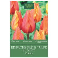 Einfache späte Tulpen El Nino orange, 10 Blumenzwiebeln