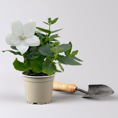 Ballonblume, weiß, Topf-Ø 12 cm, 6 Pflanzen