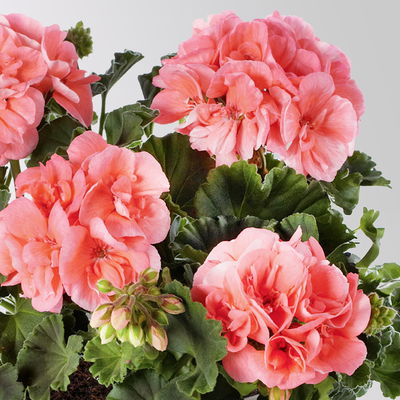 Geranie lachs, stehend, Topf-Ø 13 cm, 6 Stück