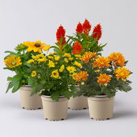 Pflanzenkreation Spätsommer-Gold gelb-orange, 4 Pflanzen