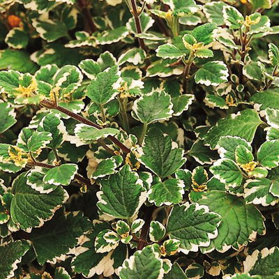 Plectranthus 'Variegata', grün-weiß, Topf -Ø 12 cm, 6 Pflanzen