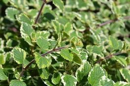 Plectranthus Plectranthus