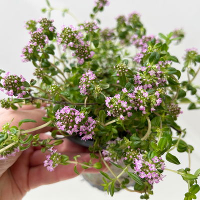 Bio Kaskadenthymian, Topf-Ø 12 cm