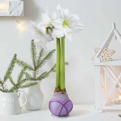 Amaryllis in Wachs XL, Dekor 'Purple Mix' Farbe zufällig, Blüte weiß