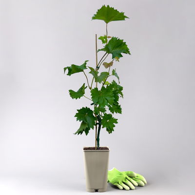 Tafeltraube 'Katharina®' Tafeltraube 'Katharina®'
