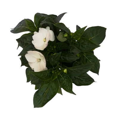 Edellieschen, weiß, Topf-Ø 13 cm, 6 Pflanzen