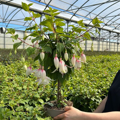 Fuchsie, Stamm, Farbe zufällig, Topf-Ø 17 cm, Höhe ca. 70 cm Fuchsie, Stamm, Farbe zufällig, Topf-Ø 17 cm, Höhe ca. 70 cm