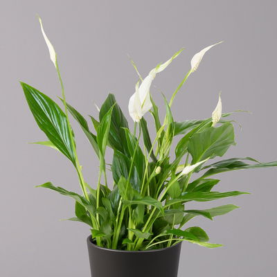 Einblatt 'Bellini', Topf-Ø 13 cm, mit Topf Dallas anthrazit, 3 Pflanzen