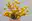 Craspedia als Schnittblume