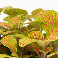 Fittonia 'Skeleton' inkl. Keramiktopf Dallas weiß, Topf-Ø 12 cm, 3er-Set