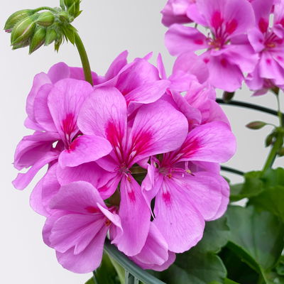 Geranie 'Royal Blue 25' lila-pink, hängend, Topf-Ø 13 cm, 6er-Set Geranie 'Royal Blue 25' lila-pink, hängend, Topf-Ø 13 cm, 6er-Set