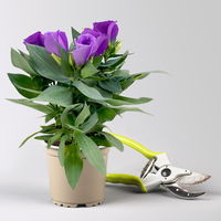 Lisianthus, blau, Topf-Ø 10,5 cm, 6 Pflanzen