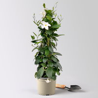 Dipladenie, weiß, Pyramide, Topf-Ø 17 cm