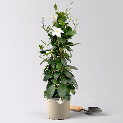 Dipladenie, weiß, Pyramide, Topf-Ø 17 cm