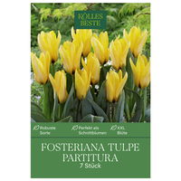 Fosteriana-Tulpe 'Partitura®', gelb, 7 Blumenzwiebeln