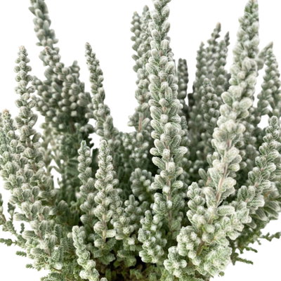 Knospenheide 'Fluffy®', silberlaubig, Topf-Ø 6,5 cm, 12 Pflanzen Knospenheide 'Fluffy®', silberlaubig, Topf-Ø 6,5 cm, 12 Pflanzen