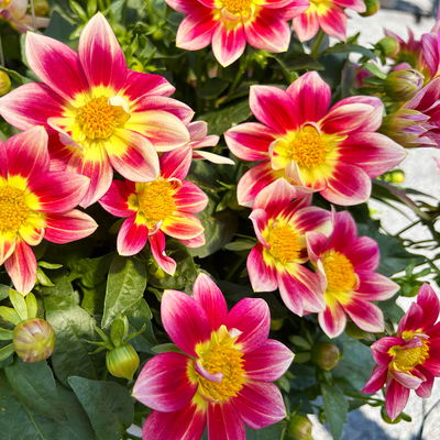 Dahlie 'Summer Bees Red Bicolor' rot, Topf- Ø 21 cm