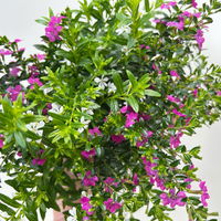 Scheinmyrte 'Duo', weiß und rosa, Topf-Ø 11 cm, 6 Pflanzen