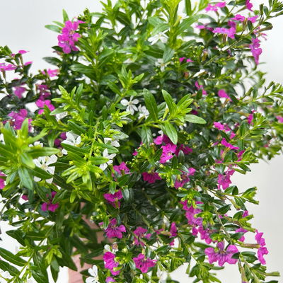 Japanische Scheinmyrte 'Duo', weiß-rosa, Topf-Ø 11 cm, 6 Pflanzen