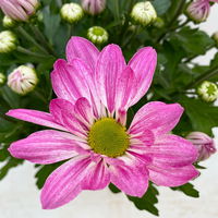 Chrysanthemen 'Rainbow Rosy' rosa-weiß, Topf-Ø 14 cm, 4 Pflanzen