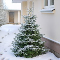 Nordmanntanne geschlagen 1. Wahl, 125/150 cm