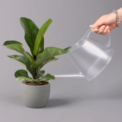 Geigenfeige 'Bambino', 3er-Set, Höhe 30-40cm, Topf 12cm Ø