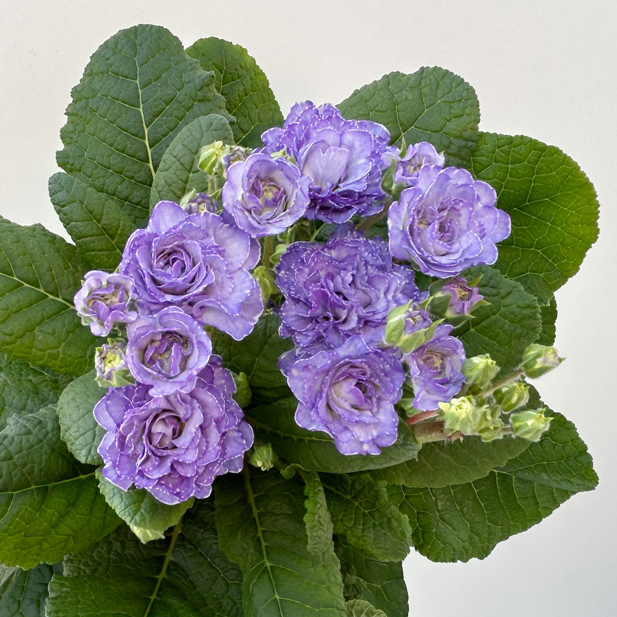 Primel 'Pollyanna Crystal Fountain', blau, Topf-Ø 13 cm, 6 Pflanzen