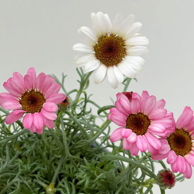 Rhodanthemum hosmariense, hellrosa, Topf-Ø 13 cm, 6er-Set