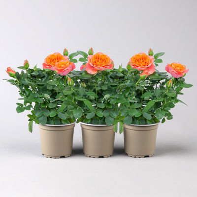Rose 'Bengali Kordana® Grande', orange-apricot, Topf-Ø 10,5 cm, 3 Pflanzen