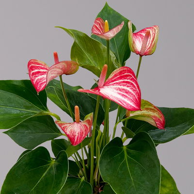 Flamingoblume 'Livium Red' rot-weiß gestreift, inkl. Übertopf Dallas weiß