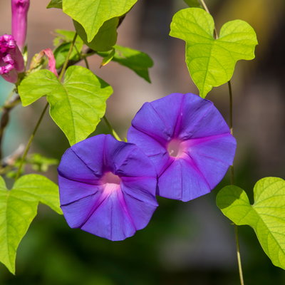 Prunkwinde blau-rosa, Pyramide, Topf-Ø 13 cm, 2er-Set Prunkwinde blau-rosa, Pyramide, Topf-Ø 13 cm, 2er-Set