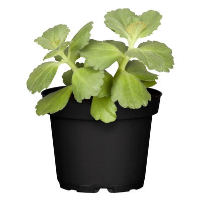 Verpiss-Dich-Katze' blau, Topf-Ø 12 cm, 6er-Set