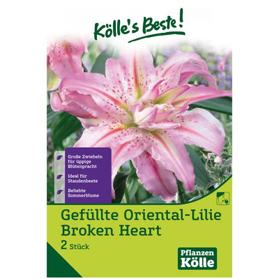 Gefüllte Oriental Lilie Broken Heart, zartrosa-weiß, 2 Blumenknollen