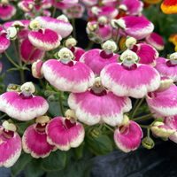 Pantoffelblume 'Pink Bicolor', pink-creme, Topf-Ø 15 cm, 3 Pflanzen