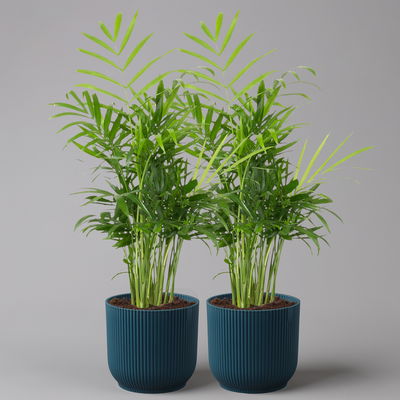 Bergpalme mit Übertopf Vibes blau, Topf-Ø 12 cm, Höhe ca. 30 cm, 2er-Set Bergpalme mit Übertopf Vibes blau, Topf-Ø 12 cm, Höhe ca. 30 cm, 2er-Set