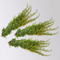 Wacholder 'Aurea' im Handbund, gelb, 3 Bund