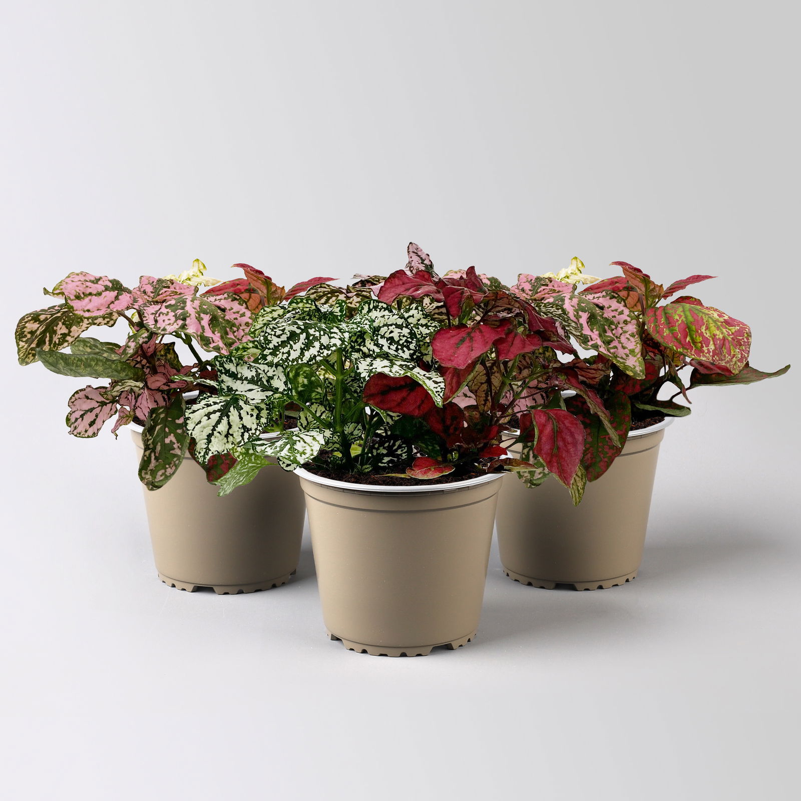 Hypoestes 'Trio', weiß-rot-rosa, Topf-Ø 12 cm Ø, 3 Pflanzen