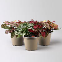 Hypoestes 'Trio', weiß-rot-rosa, Topf-Ø 12 cm Ø, 3 Pflanzen